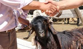 Bu sorular vatandaşlar tarafından sıkça merak ediliyor. Kurban Bayrami 2021 Ne Zaman Ayin Kacinda Basliyor Kurban Bayrami Tatili Kac Gun Olacak