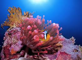 Free coral reef stock video footage licensed under creative commons, open source, and more! Ocean Image Bank The Ocean Agency