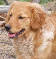 Miniature Golden Retriever Dog Breed Information And Pictures