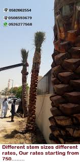 Check spelling or type a new query. Date Palm Tree Nursery Dubai Uae Contact Phone Address