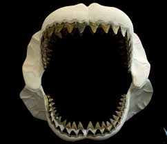 + 2 243,53 rub доставка. World S Biggest Shark Goes To School Thanks To 3 D Printing Florida Museum Science