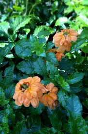 Image result for Crossandra infundibuliformis