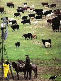 Cattle Ranching Is A Very Hard Lifestyle From Racing The Weather Calving Herding Feeding Finding Dependable Help Cattle Ranching Ranch Life Cattle Farming