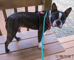 Normandy boston terriers, is a american kennel club® compliant small and very professional home breeder, located in south florida. Portland Me Boston Terrier Meet Hootie Aka Rudy A Pet For Adoption