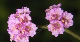 Image result for Boerhavia