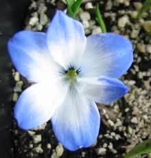 Image result for Tecophilaeaceae