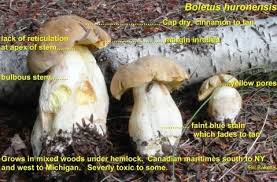 Image result for Boletus projectelloides