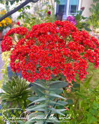 Image result for Crassula perfoliata