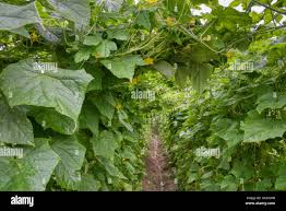 Image result for Momordica anigosantha