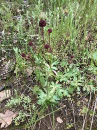 Image result for Sanicula