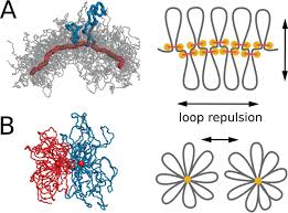 Maybe you would like to learn more about one of these? Compaction And Segregation Of Sister Chromatids Via Active Loop Extrusion Biorxiv