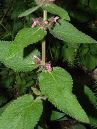 Image result for Stachys pseudonigricans