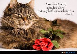 Enjoy our flower quotes collection by famous authors, poets and actors. A Rose Has Thorns A Cat Has Claws Certainly Both Are Wort Unknown Quote