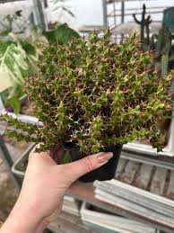Image result for Euphorbia griseola