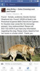 I wandered off to find a lost dog, not realizing i didn't have my phone on me. 210 Lost Found Pets Ideas Find Pets Pets Lost Found