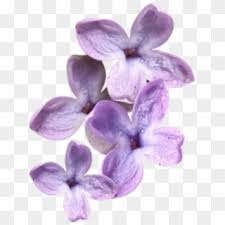 Find & download free graphic resources for flower bunch. Lavender Moodboard Moodboards Png Filler Flowers Boohoo Clipart 5885651 Pikpng