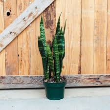 Image result for Sansevieria trifasciata