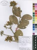 Image result for Turraea nilotica