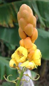 「allintext:"powered by phpbb" ~fidji parfum」的圖片搜尋結果