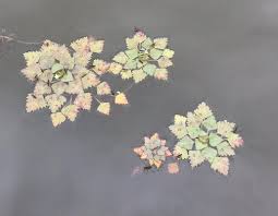 Image result for Trapa natans