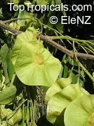 Image result for Pterocarpus