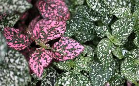 Image result for Hypoestes