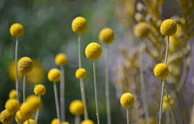 Check spelling or type a new query. A Guide To Australian Native Plants Flowers Trees Grasses New Idea Magazine