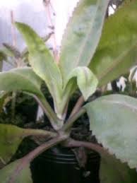 Ojaransin Americano Kalanchoe Mortagei Jardines Plantas Plantas Medicinales