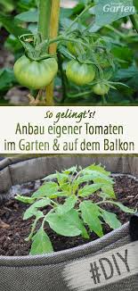 Leckere Tomaten Selber Anbauen In 2020 Anbau Gemuse Anbauen Tomaten
