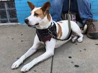 Loveland Clinic — The Street Dog Coalition