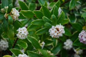 Massage green spa flower mound road tx. Montgomery Column Flowering Shrubs Can Wake Up Spring Gardens Lifestyle East Peoria Times Courier East Peoria Il East Peoria Il