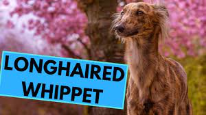 It is an active outdoor dog where it loves to run and play but inside the house, you will get a cuddly buddy that loves to sleep next to you most of the time. Longhaired Whippet Silken Windsprite Facts And Information Youtube