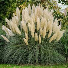 Department of agriculture plant hardiness zones 6. Flowerwood 2 5 Qt Pampas Grass Cortaderia Selloana Live Ornamental Perennial Showy White Flower Plumes 1055q The Home Depot