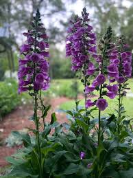 Image result for Digitalis purpurea