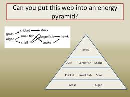 Each block represents a describe a food chain on earth that might have a shape similar to this one. Warm Up February 23 Rd 1 Draw This Energy Pyramid 2 Put The Above Organisms From The Food Chain Into Their Correct Location On An Energy Pyramid You Ppt Download
