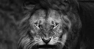 Black And White Angry Lion Face Wallpaper Nature Lion Big Cats Fury Angry Portrait Monochrome Animals King Wallpaper Lion Photography Lion Wallpaper Lion Eyes