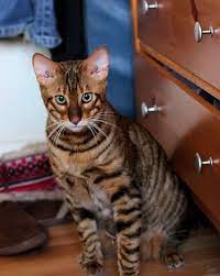 Queenanne Cats - Upcoming Planned Breedings For Bengals And Toyger Cat In Bromsgrove West Midlands Bengal Cat For Sale Bengal Cat Toyger Cat