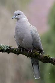 Turkentaube Vogel Im Garten Fliegen Lernen Eichhornchen