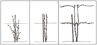 Image result for grape pruning