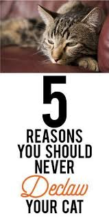 5 Reasons Its Best To Never Declaw Your Cat Cat Care Cat Training Cat Facts