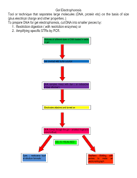 gel electrophoresis flow chart