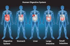 Digestive System Human Digestive System Digestive System Digestive Health