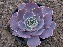 Top 10 Colorful Succulents World Of Succulents Colorful Succulents Echeveria Succulents