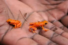 Unbelievable using coca cola and mentos catching frogs in underground hole wow we catching a lot of fish from. Mantella San Diego Zoo Animals Plants