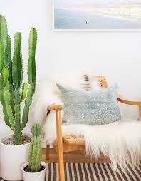 Easy steps on how to propagate a cactus. 11 Crazy Cool House Plants Trending In 2016 Indoor Cactus Plants Indoor Cactus Living Room Plants