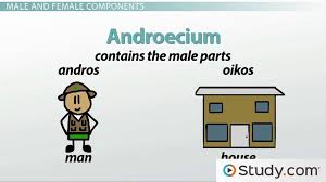 Flowers Structure And Function Of Male Female Components Video Lesson Transcript Study Com