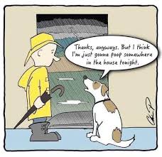 Top keywords % of search traffic. Whole Pet Mobile Vet Home Facebook