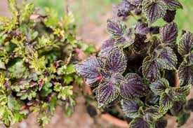 Image result for Coleus