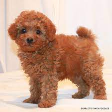 This Little Girl Will Be About 10 Lbs Fully Grown Red Teddy Bear Poodle Scarlet S Fancy Poodles California Poodle Bre Toy Poodle Red Red Poodle Puppy Poodle