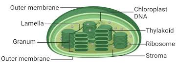 Check spelling or type a new query. The Structure Of Plastids Chloroplast Structure And Function In 2021 Structure And Function Biology Diagrams Protists